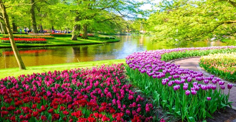 Explore Keukenhof Tulip Gardens in Amsterdam