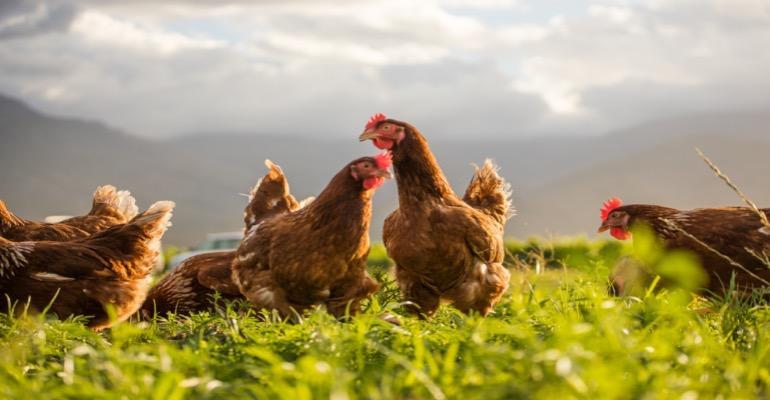 How to Start a Poultry Business in India?